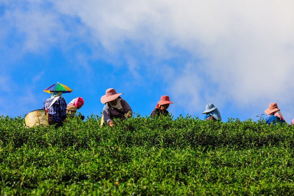 A Global Brew: Top Tea Producers And Their Unique Flavors