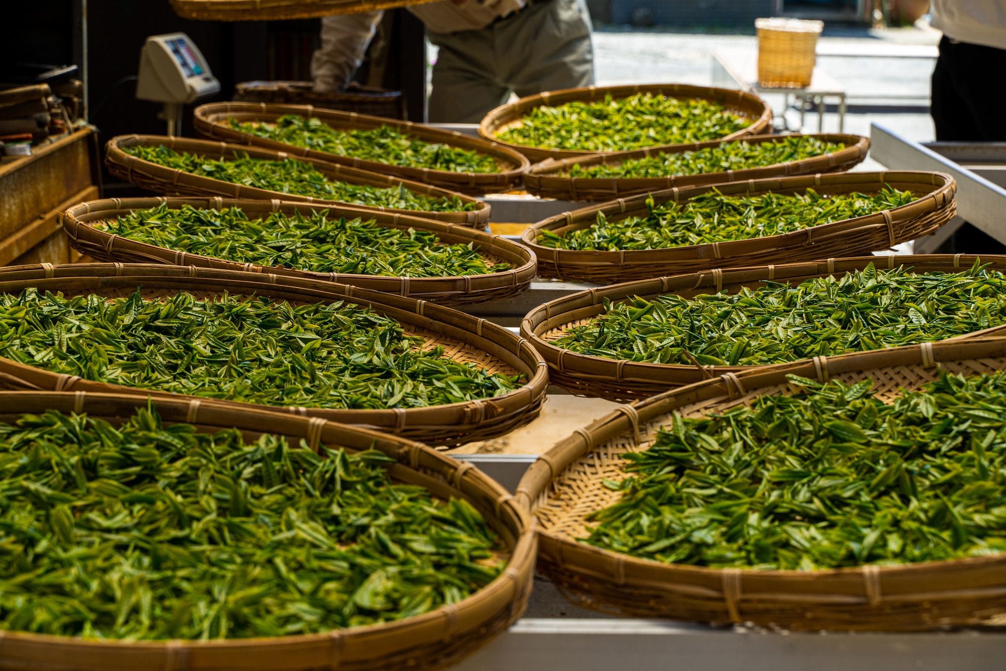 Fermentation In Tea Processing: A Journey Of Flavor And Aroma