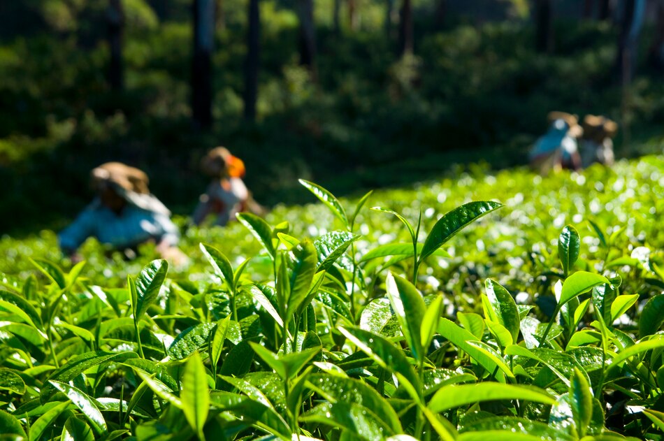 Exploring The World Largest Producer Of Tea