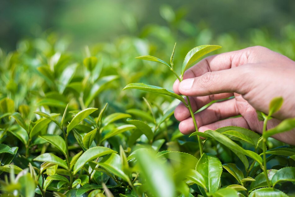 Cultivation Of Tea: Everything You Need To Know To Grow