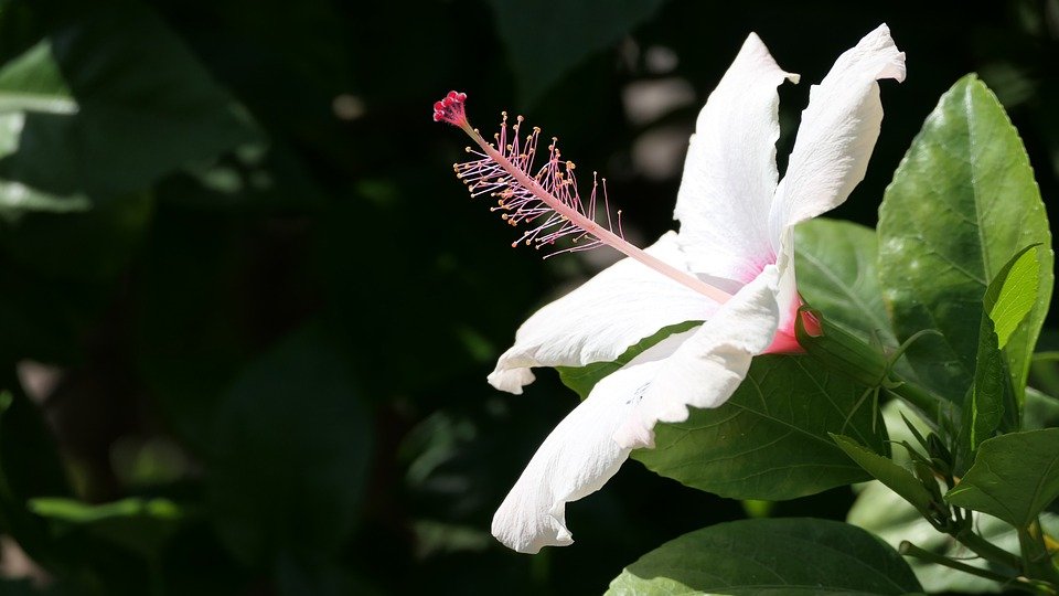 White Hibiscus Flower Benefits
